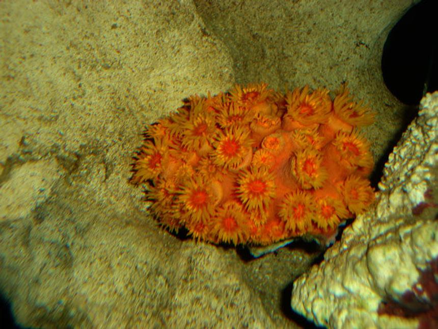 Rated #49: Corals Inverts - Tubastrea Faulkneri - Orange Sun Coral Stocking In 82 Gallons Tank - Sun Coral