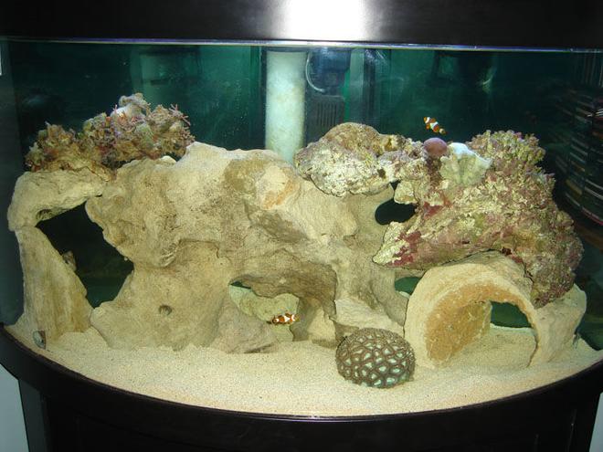 82 gallons saltwater fish tank (mostly fish, little/no live coral) - Saltwater Tank