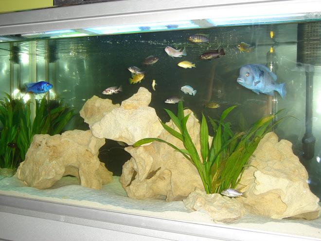 82 gallons freshwater fish tank (mostly fish and non-living decorations) - 4ft African Tank