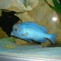 freshwater fish - cyrtocara moorii - moorei cichlid stocking in 82 gallons tank - Cyt. Moorii - Blue Dolphin