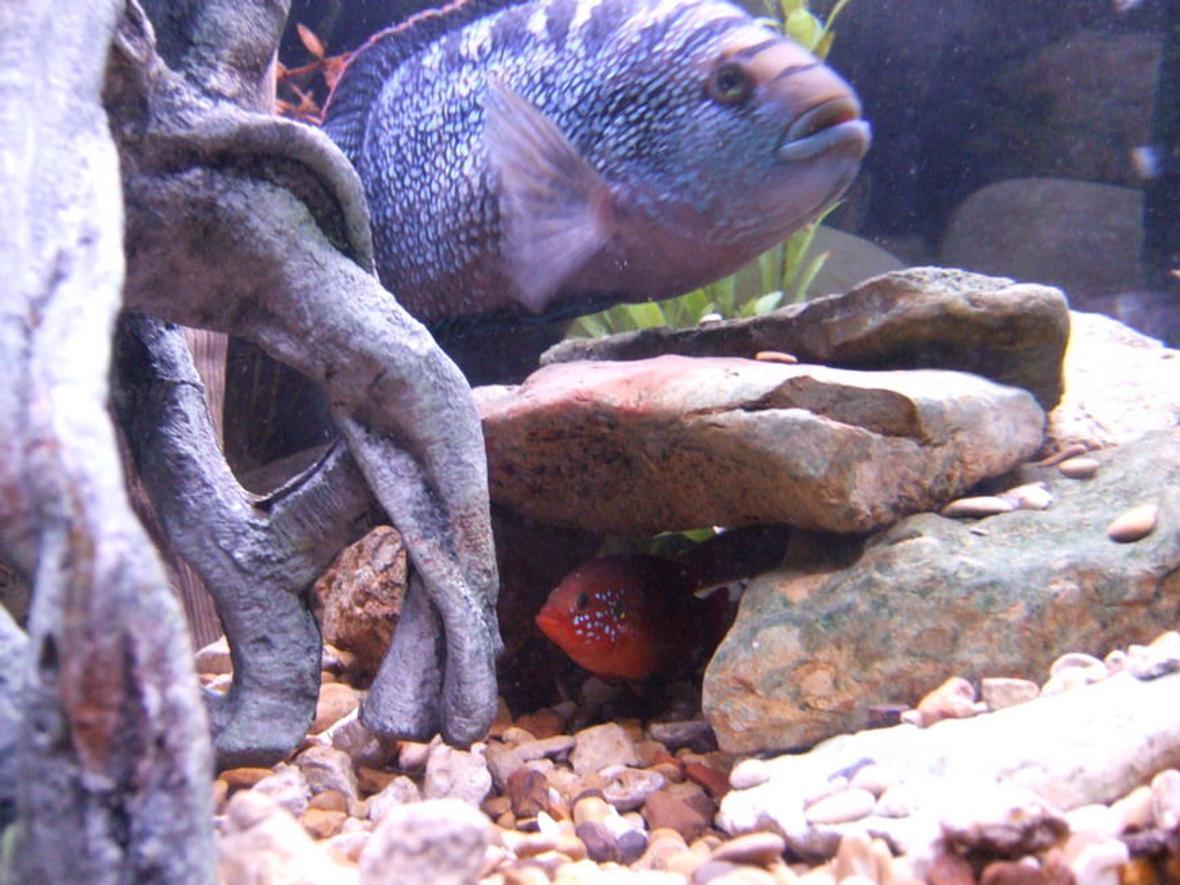 freshwater fish - hemichromis bimaculatus - jewel cichlid stocking in 70 gallons tank - The Jewel (Hemichromis stellifer)conceals himself from my big ol' Jack Dempsey ('Cichlasoma' octofasciatum).