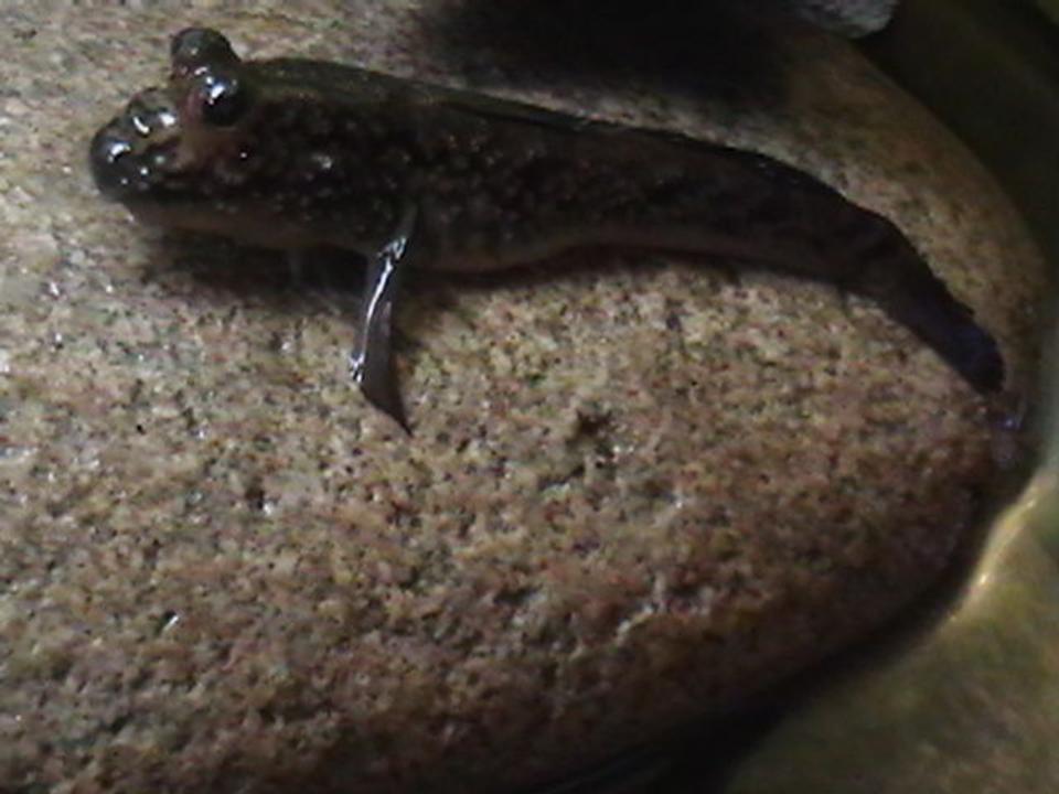 freshwater fish - periophthalmus modestus - mudskipper stocking in 150 gallons tank - my mudskipper