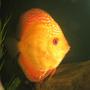 freshwater fish - symphysodon sp. - red marlboro discus stocking in 110 gallons tank - 5in. male marlboro red