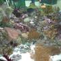 53 gallons reef tank (mostly live coral and fish) - 53 Gallon Corner Tank