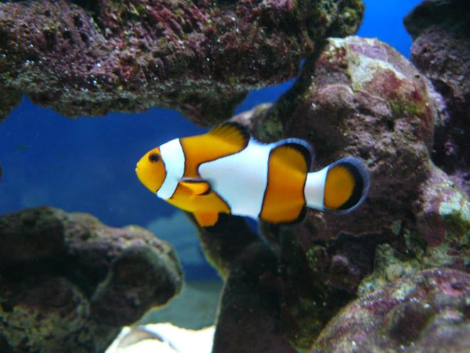 saltwater fish - amphiprion ocellaris - ocellaris clownfish stocking in 60 gallons tank - clown