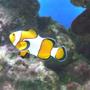 saltwater fish - amphiprion ocellaris - ocellaris clownfish stocking in 60 gallons tank - clown