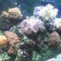 fish tank picture - 55gal. reef