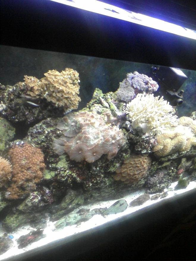 55 gallons reef tank (mostly live coral and fish) - reef tank (55 gal)