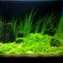 3 gallons planted tank (mostly live plants and fish) - 3 gallon tank hang up nano filter Co2 light 11 w fluroescent plants: Eleocharis acicularis Hemianthus callitrichoides "Cuba" a lot of shrimps