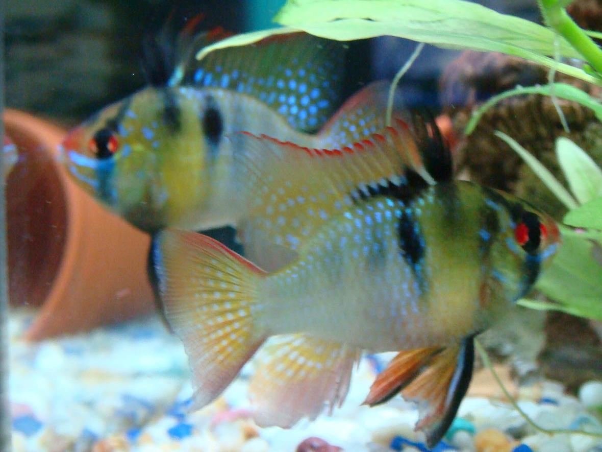 freshwater fish - papiliochromis ramirezi - german blue ram stocking in 12 gallons tank - my german blue rams