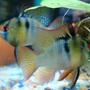 freshwater fish - papiliochromis ramirezi - german blue ram stocking in 12 gallons tank - my german blue rams
