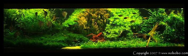 422 gallons planted tank (mostly live plants and fish) - my tank a while ago