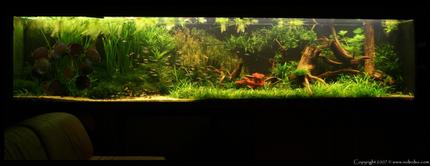422 gallons planted tank (mostly live plants and fish) - My tank now, re-scaped (a bit) for Discus fish