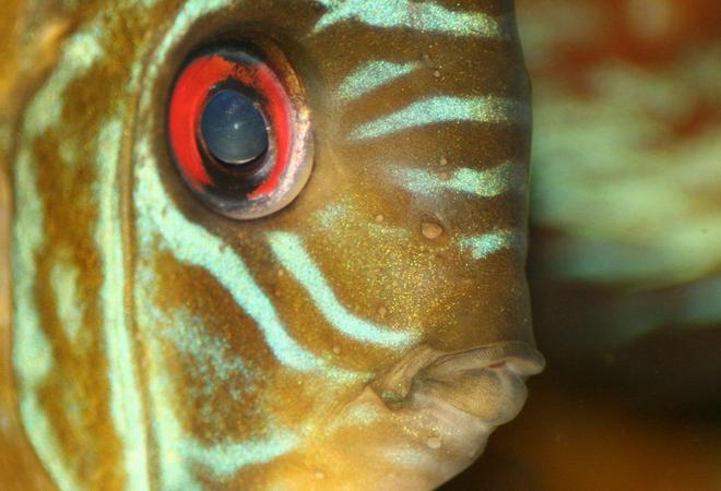 freshwater fish - symphysodon sp. - tefé green discus stocking in 422 gallons tank - Close up of green discus