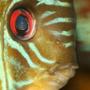 freshwater fish - symphysodon sp. - tefé green discus stocking in 422 gallons tank - Close up of green discus