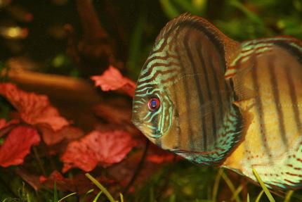 freshwater fish - symphysodon sp. - tefé green discus stocking in 422 gallons tank - GReen Tefe in full
