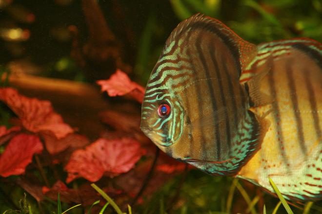 freshwater fish - symphysodon sp. - tefé green discus stocking in 422 gallons tank - GReen Tefe in full