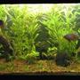 fish tank picture - Low Tech Aquarium