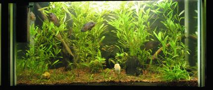 40 gallons planted tank (mostly live plants and fish) - Low tech Tank
Dic.06