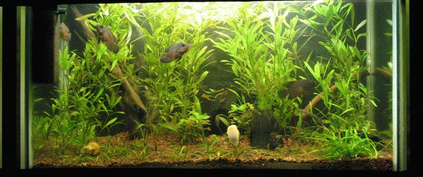 Rated #153: 40 Gallons Planted Tank - Low tech Tank
Dic.06