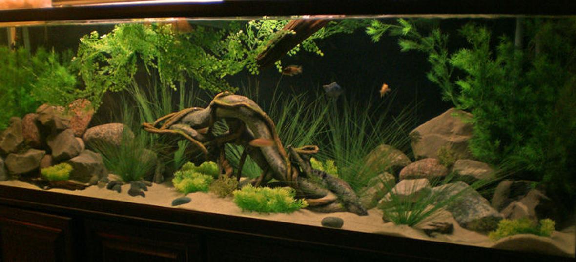 135 gallons freshwater fish tank (mostly fish and non-living decorations) - 135 malawi