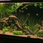 135 gallons freshwater fish tank (mostly fish and non-living decorations) - 135 malawi