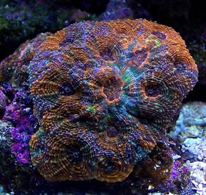 corals inverts - acanthastrea echinata - rainbow acan stocking in 135 gallons tank