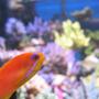 saltwater fish - pseudanthias squamipinnis - lyretail anthias stocking in 100 gallons tank - Pseudanthias squamipinnis female