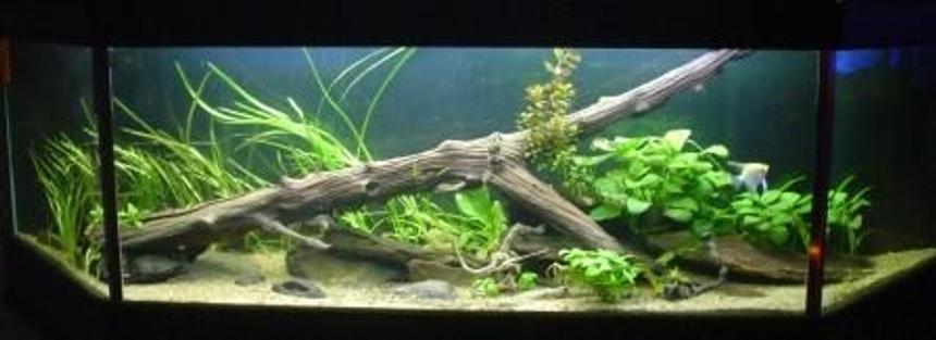 Rated #64: 132 Gallons Planted Tank - Redo of Discus Aquarium.....better picture