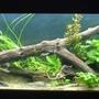 132 gallons planted tank (mostly live plants and fish) - Redo of Discus Aquarium.....better picture