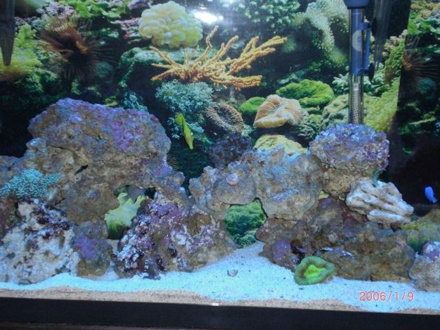 Rated #54: 55 Gallons Saltwater Fish Tank - my tank