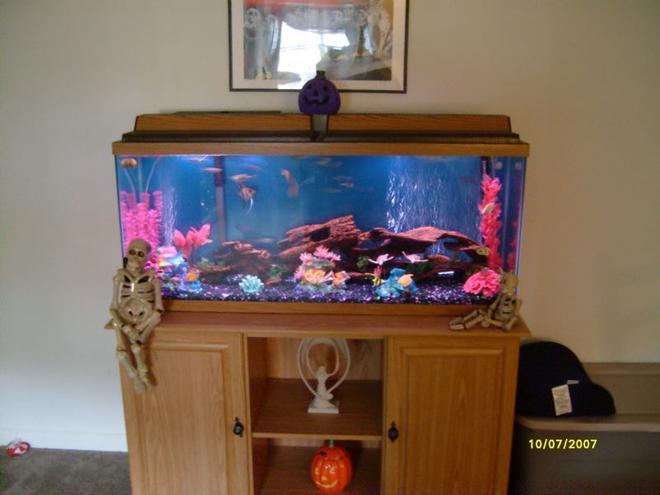 55 gallons freshwater fish tank (mostly fish and non-living decorations) - fish tank is crystal clear but picture is blurry