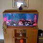 55 gallons freshwater fish tank (mostly fish and non-living decorations) - fish tank is crystal clear but picture is blurry