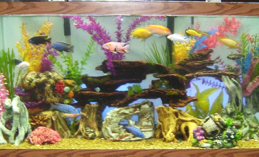 Rated #323: 90 Gallons Freshwater Fish Tank - 90 Gallons.  20-25 Assorted Africans. 2 Plecos. 1 Catfish.  Blacklight Background