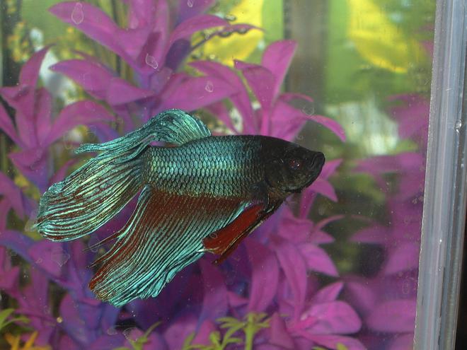 freshwater fish - betta splendens - betta - male stocking in 5 gallons tank - my male fighting fish