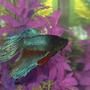 freshwater fish - betta splendens - betta - male stocking in 5 gallons tank - my male fighting fish