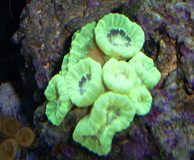 corals inverts - caulastrea furcata - candy cane coral stocking in 110 gallons tank - candy coral