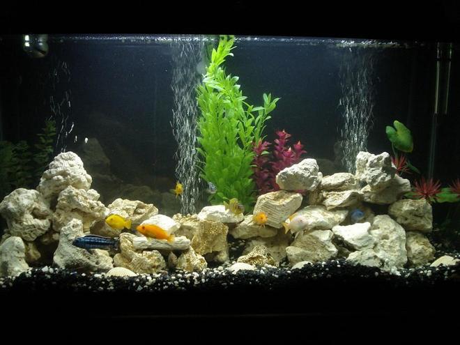 40 gallons freshwater fish tank (mostly fish and non-living decorations) - cichlid tank complete