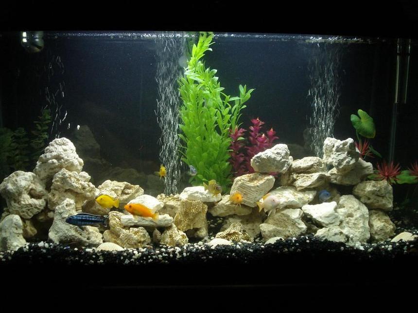 Rated #93: 40 Gallons Freshwater Fish Tank - cichlid tank complete