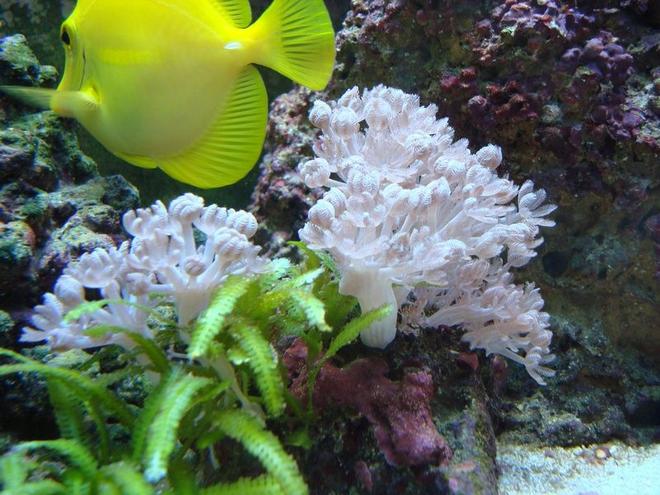 corals inverts - anthelia sp. - waving hand, thick stem stocking in 55 gallons tank - My yellow tang grazing along side of a beautiful colony of pink pulsing xenia.  Caulerpa taxifolia started growing off a small piece left on the rock with xenia on it.