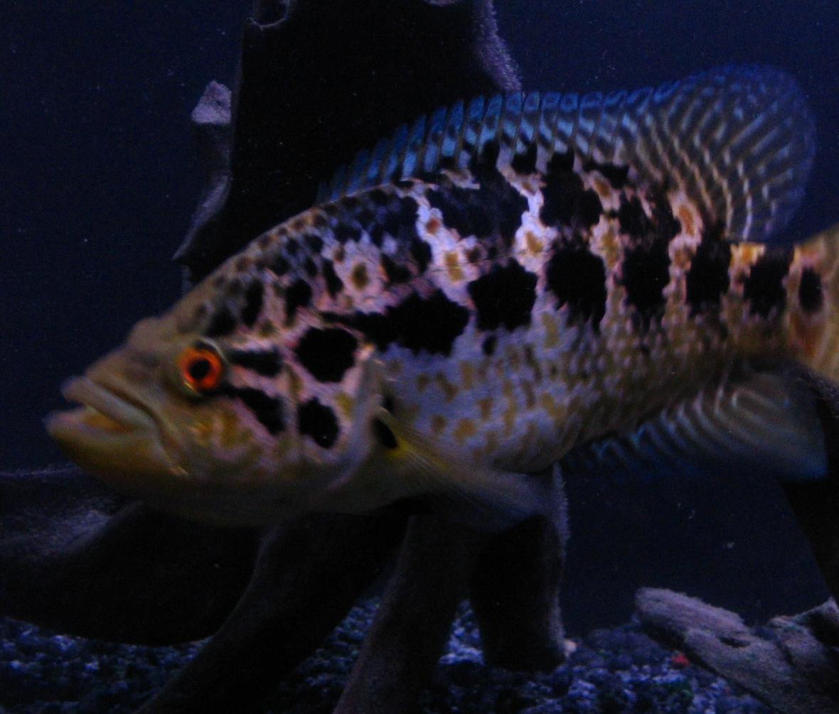 freshwater fish - nandopsis managuense - managuense cichlid stocking in 55 gallons tank - My 8" Managuense