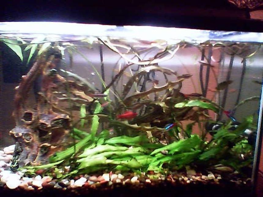 Rated #200: 38 Gallons Planted Tank - 10 Gallon Tank, White Cloud Minnows, Cherry Barbs, One Giant Oyster