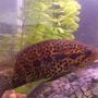 freshwater fish - parachromis managuensis - jaguar cichlid stocking in 55 gallons tank - 8 inch jaguar cichlid