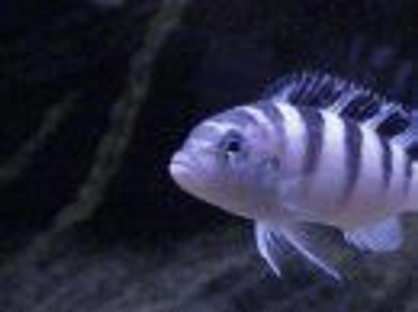 Rated #1849: Freshwater Fish - Metriaclima Lombardoi - Kenyi Cichlid Stocking In 55 Gallons Tank - my 4 inch kenyi cichid. Ive had it for 4 years