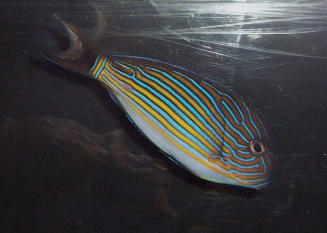 saltwater fish - acanthurus lineatus - clown tang stocking in 55 gallons tank - My clown tang