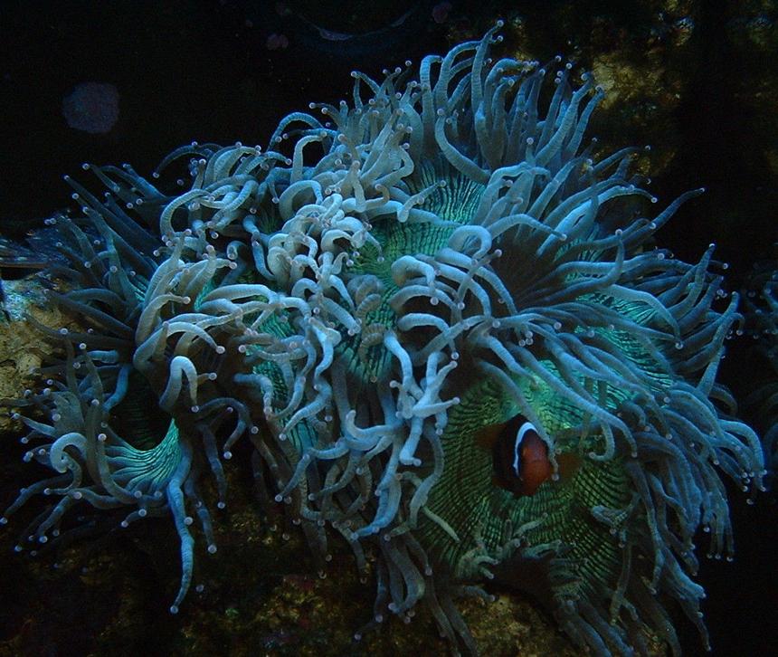 Rated #30: Corals Inverts - Catalaphyllia Jardinei - Elegance Coral Stocking In 33 Gallons Tank - tank13