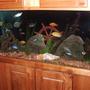 90 gallons freshwater fish tank (mostly fish and non-living decorations) - 90 gallon tank