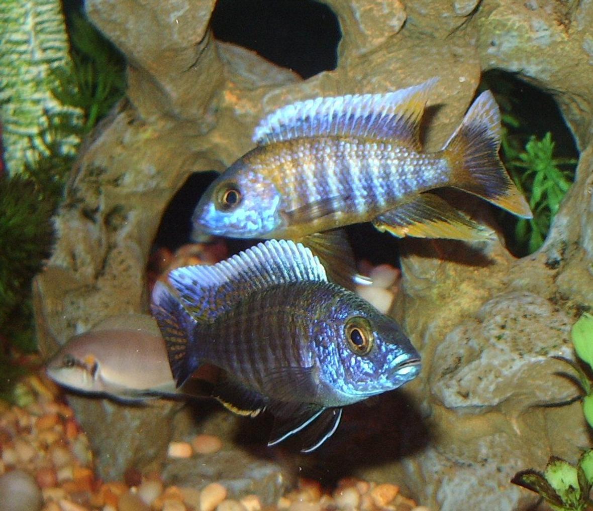 freshwater fish - eureka jakes stocking in 90 gallons tank - Eureka Jakes