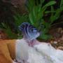 freshwater fish - metriaclima lombardoi - kenyi cichlid stocking in 90 gallons tank - Female Kenyi