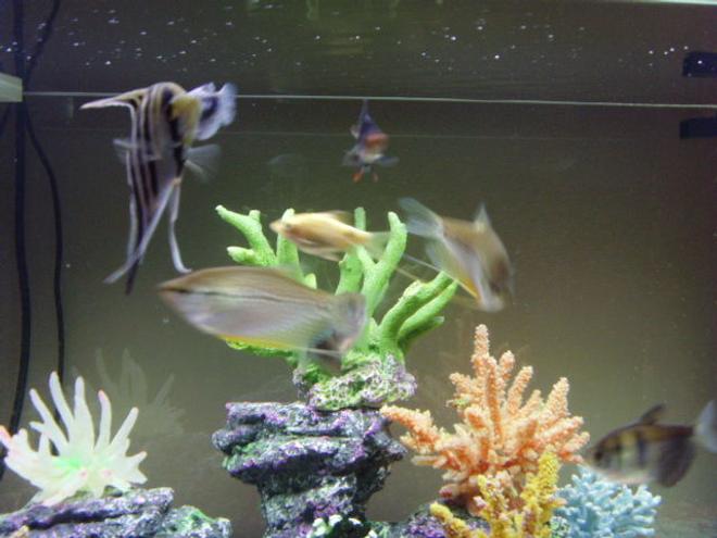 freshwater fish - trichogaster leeri - pearl gourami stocking in 23 gallons tank - my fish